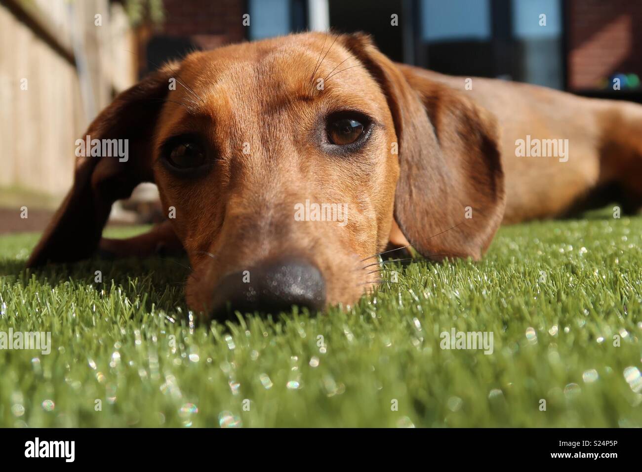 Bassotto al sole Foto Stock