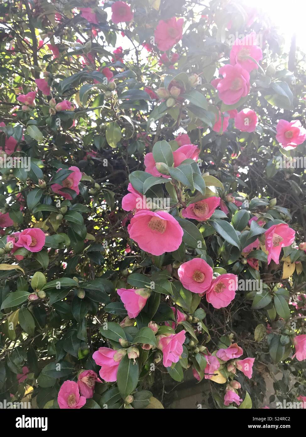 Fiore rosa bush Foto Stock