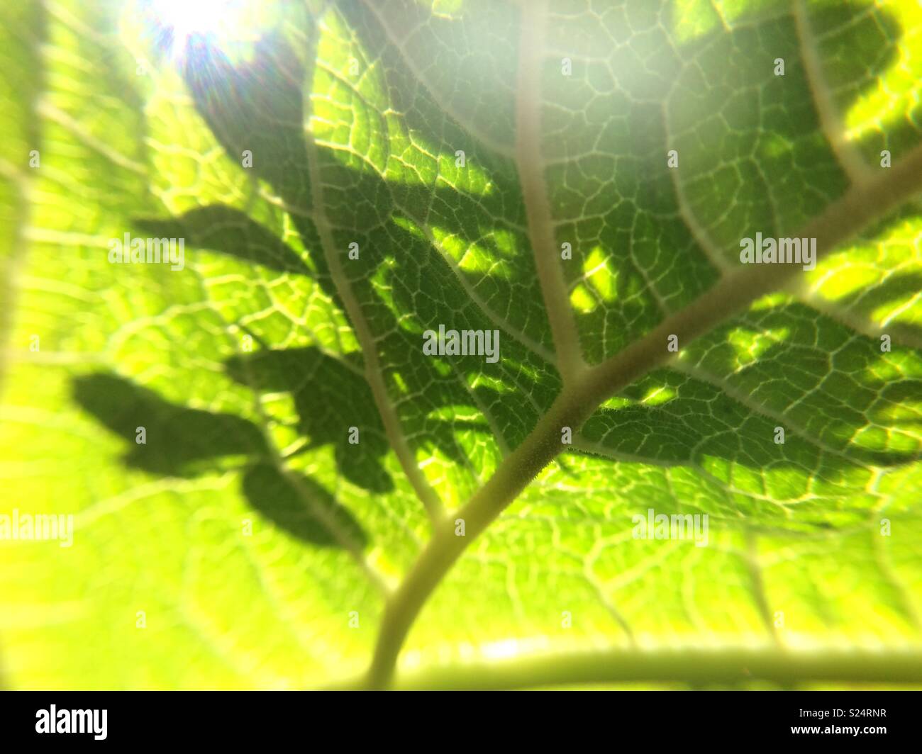 Il lato inferiore delle foglie Gunnera Foto Stock