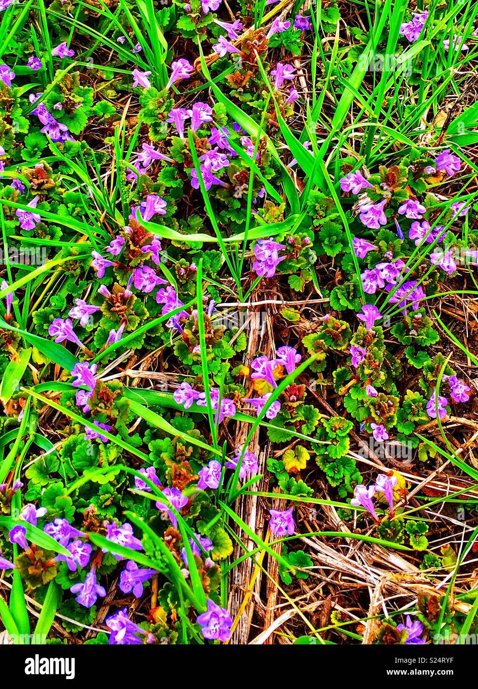 Comune di Blue Violet, AKA legno violetta, crescendo in erba Foto Stock