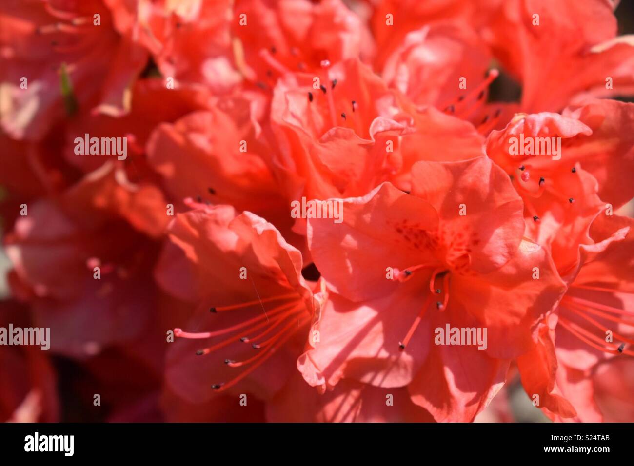 Coral fiori di colore rosa Foto Stock
