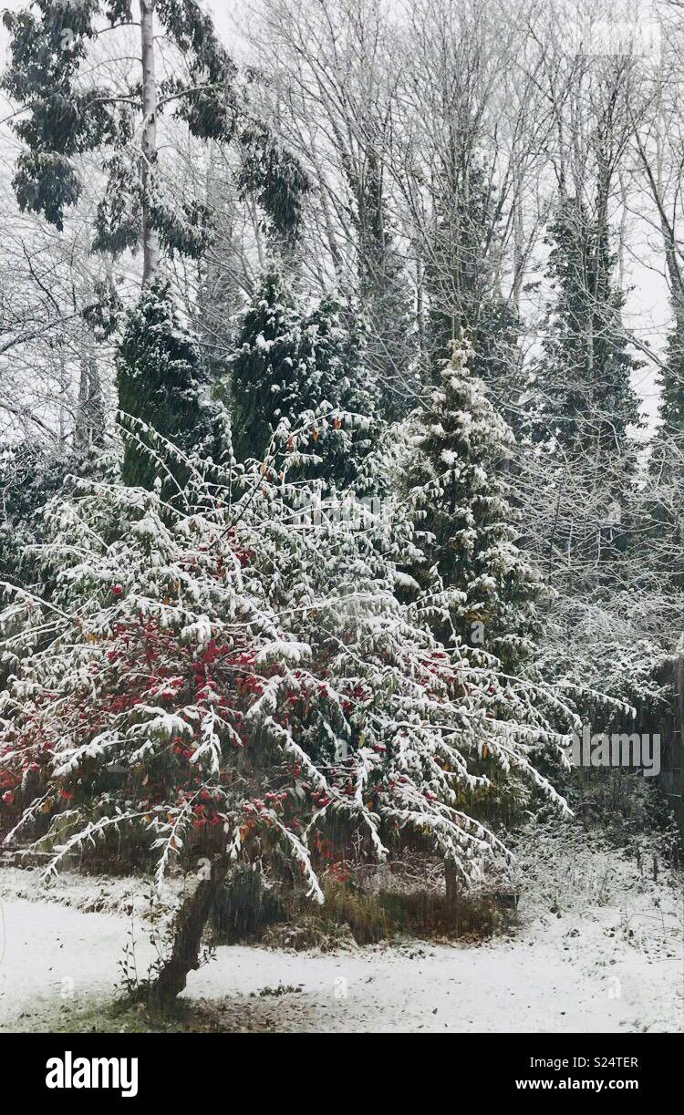 Snowy alberi del giardino Foto Stock