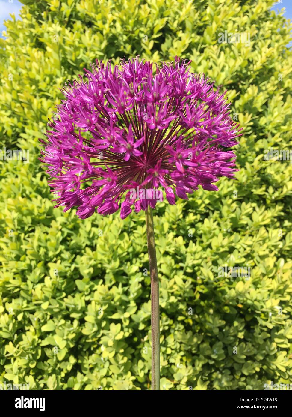 Viola allium fiore Foto Stock