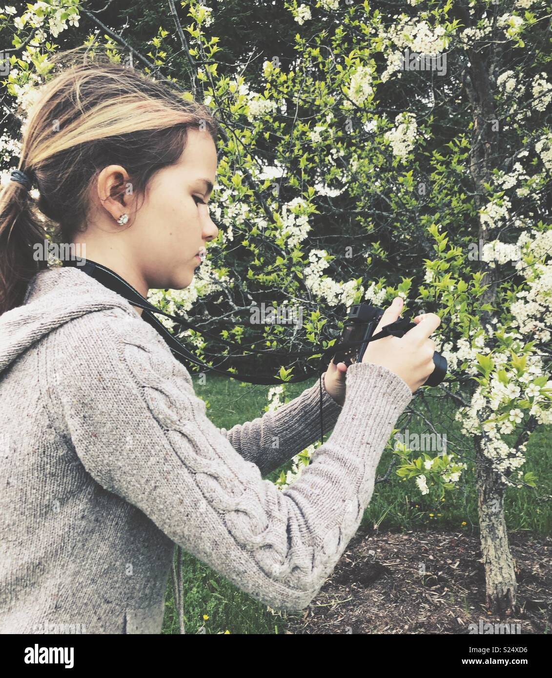 Ragazza di scattare una foto di apple tree Blossoms con un punto e sparare fotocamera Foto Stock