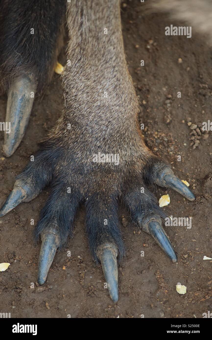 Un estremo closeup del piede del canguro. La lunga e appuntite, spike-come chiodi sono abbastanza inaspettato. Foto Stock