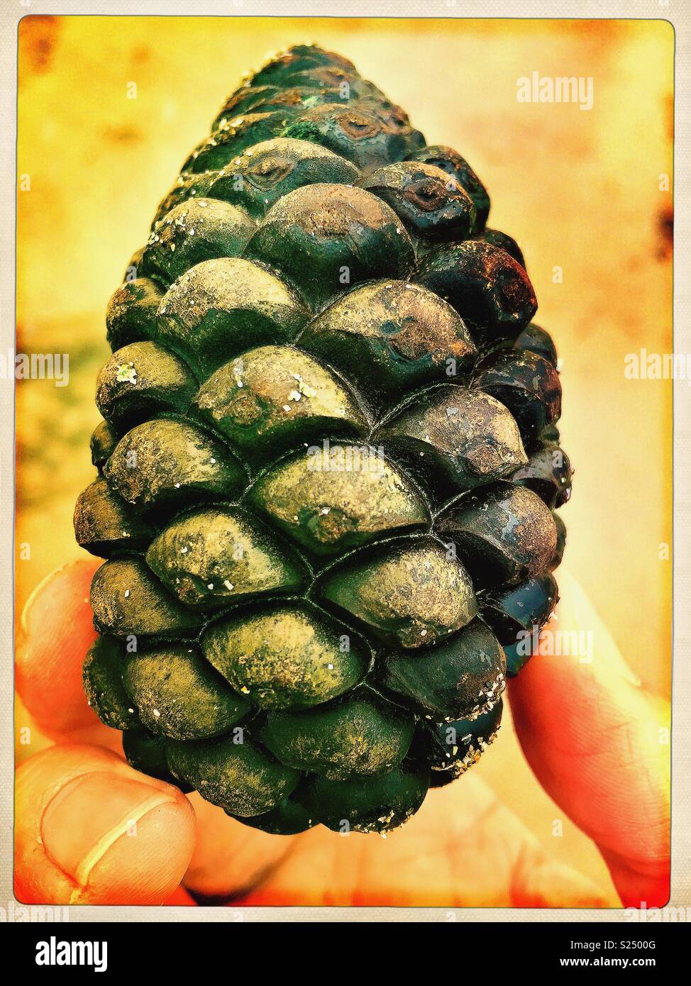 Cono di pino su sfondo giallo. - Immagine stock catturata con smartphone