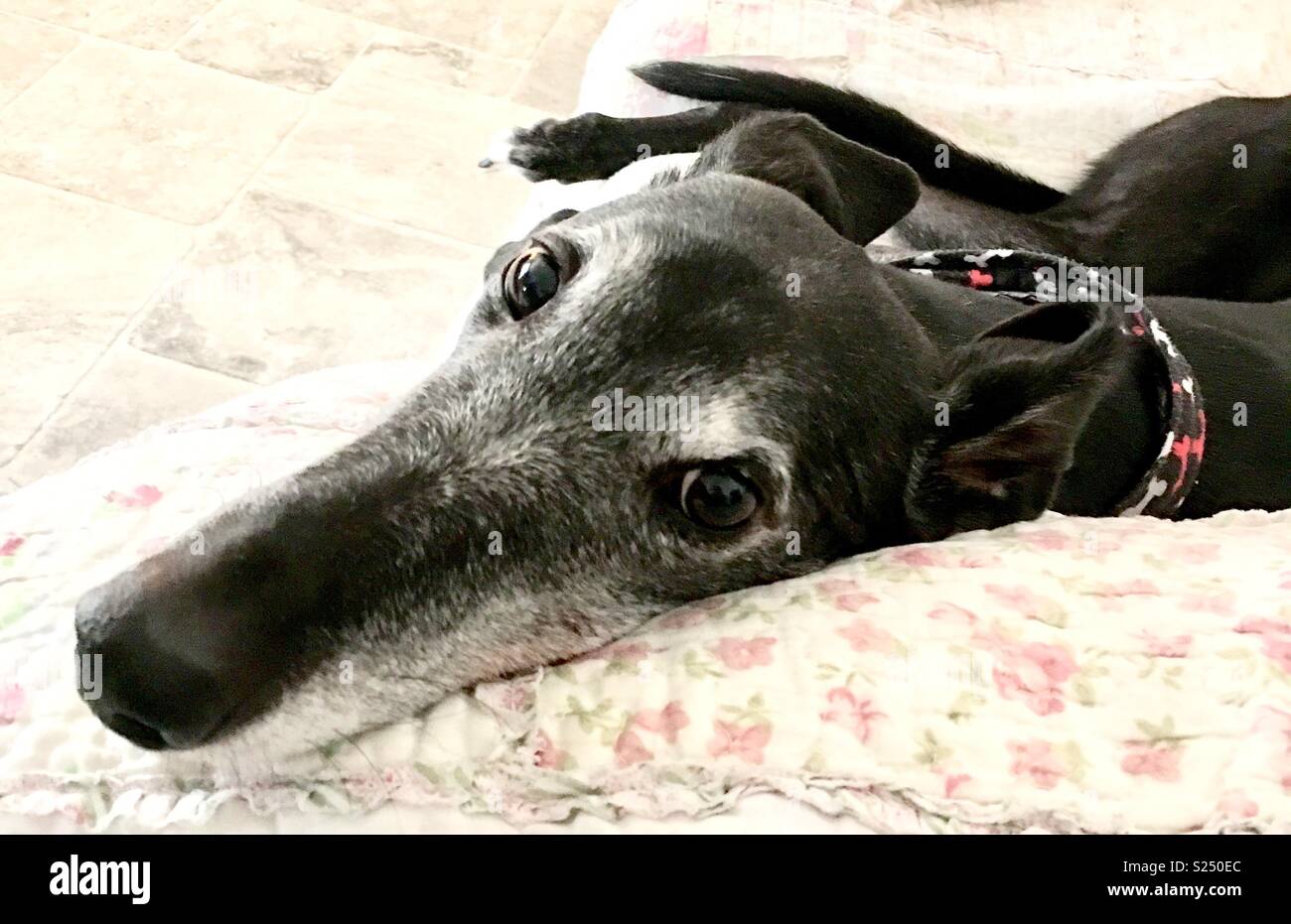 Lazy nero faccia Greyhound Foto Stock