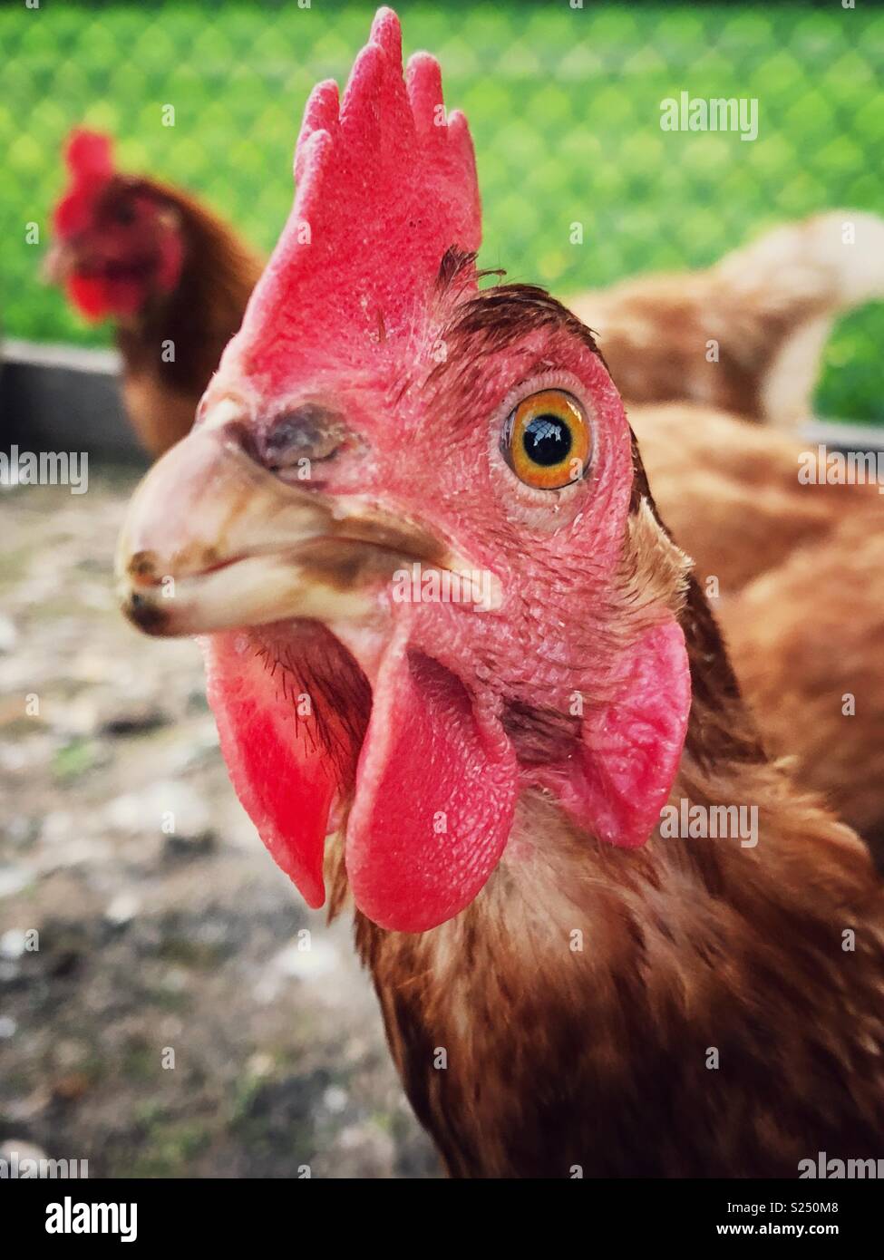 Closeup ritratto di Rhode Island red hen guardando la fotocamera Foto Stock