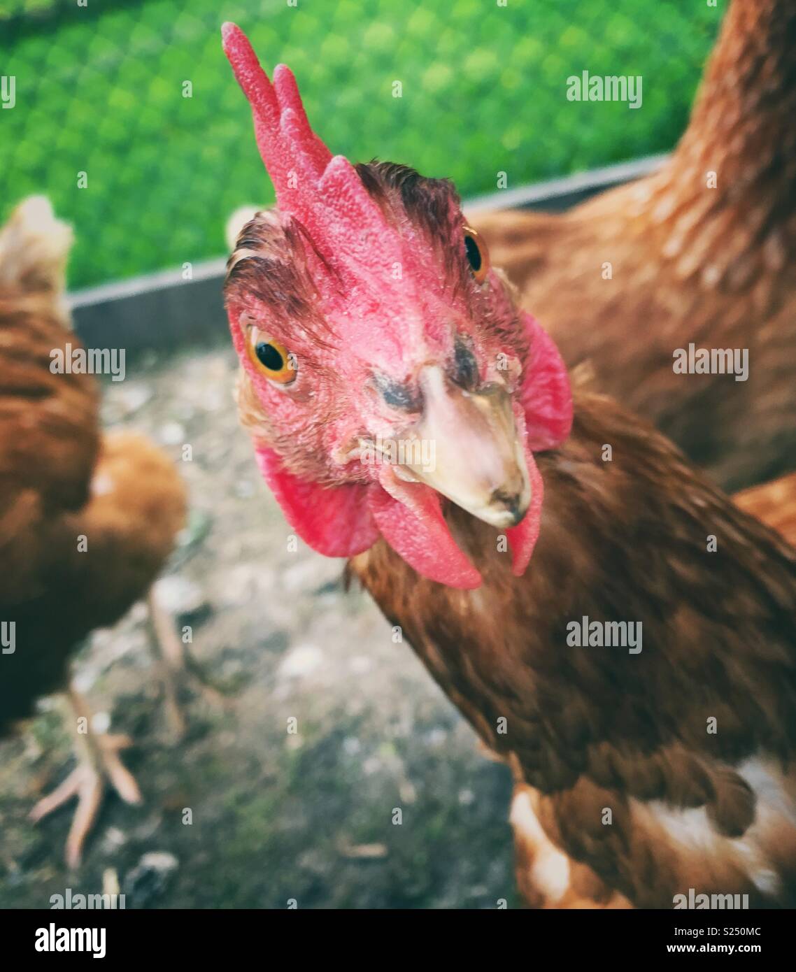 Divertente ritratto di Rhode Island red hen di guardare direttamente la fotocamera con i polli e l'erba verde in background Foto Stock