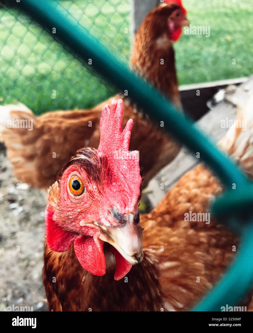 Ritratto di Rhode Island red hen visto attraverso il pollaio recinzioni di filo Foto Stock