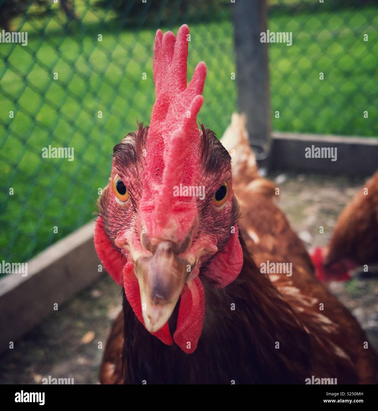 Arrabbiato cercando Rhode Island red ritratto di pollo Foto Stock