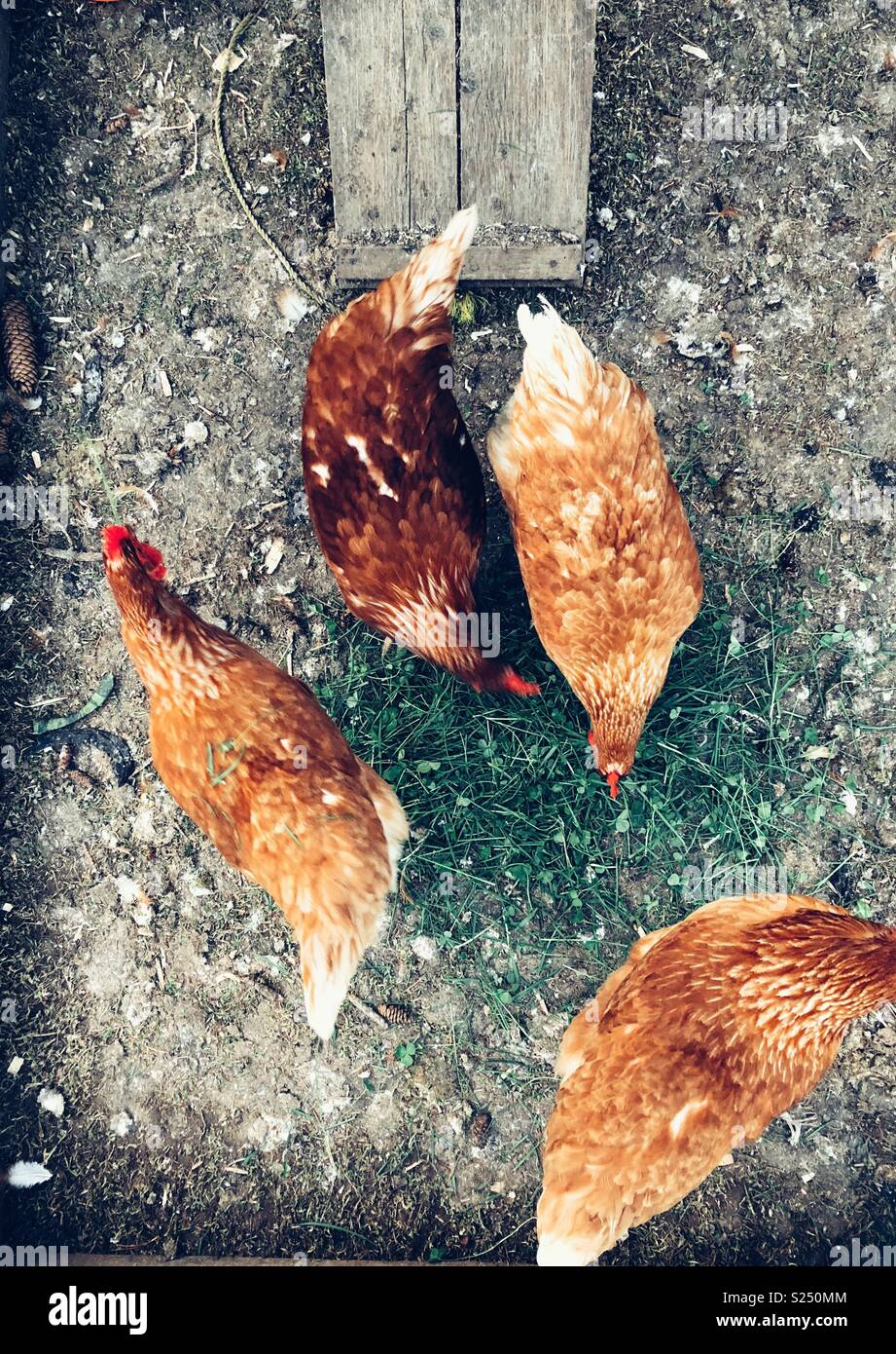 Birdseye vista di quattro Rhode Island red galline rovistando nel fresco verde erba e trifoglio nel pollaio Foto Stock