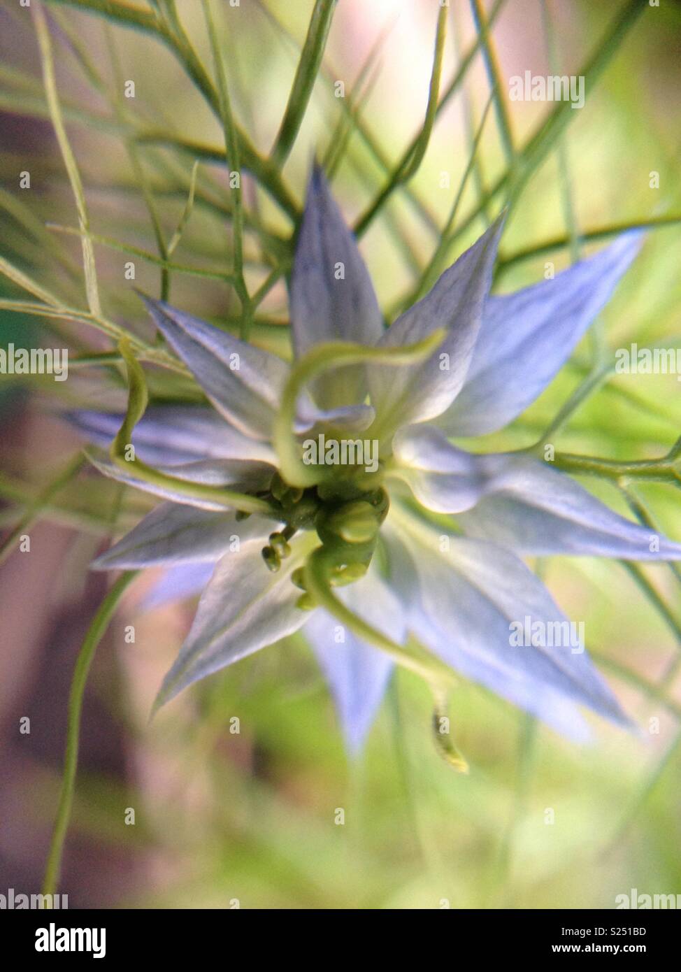 Amore blu nella nebbia fiore Foto Stock