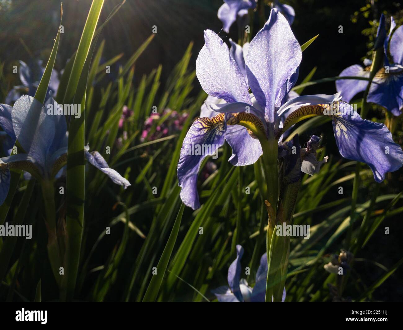 Bellissimo fiore Iris in un giardino - Immagine stock catturata con smartphone