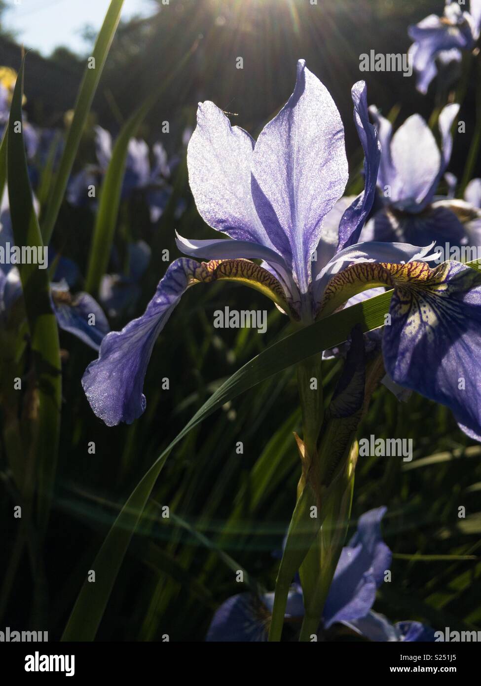 Bellissimo fiore Iris in un giardino - Immagine stock catturata con smartphone