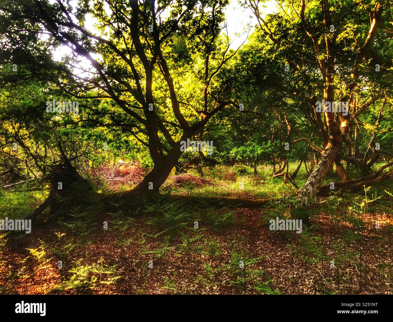 Captain's legno, Sudbourne, Suffolk, Inghilterra. Foto Stock