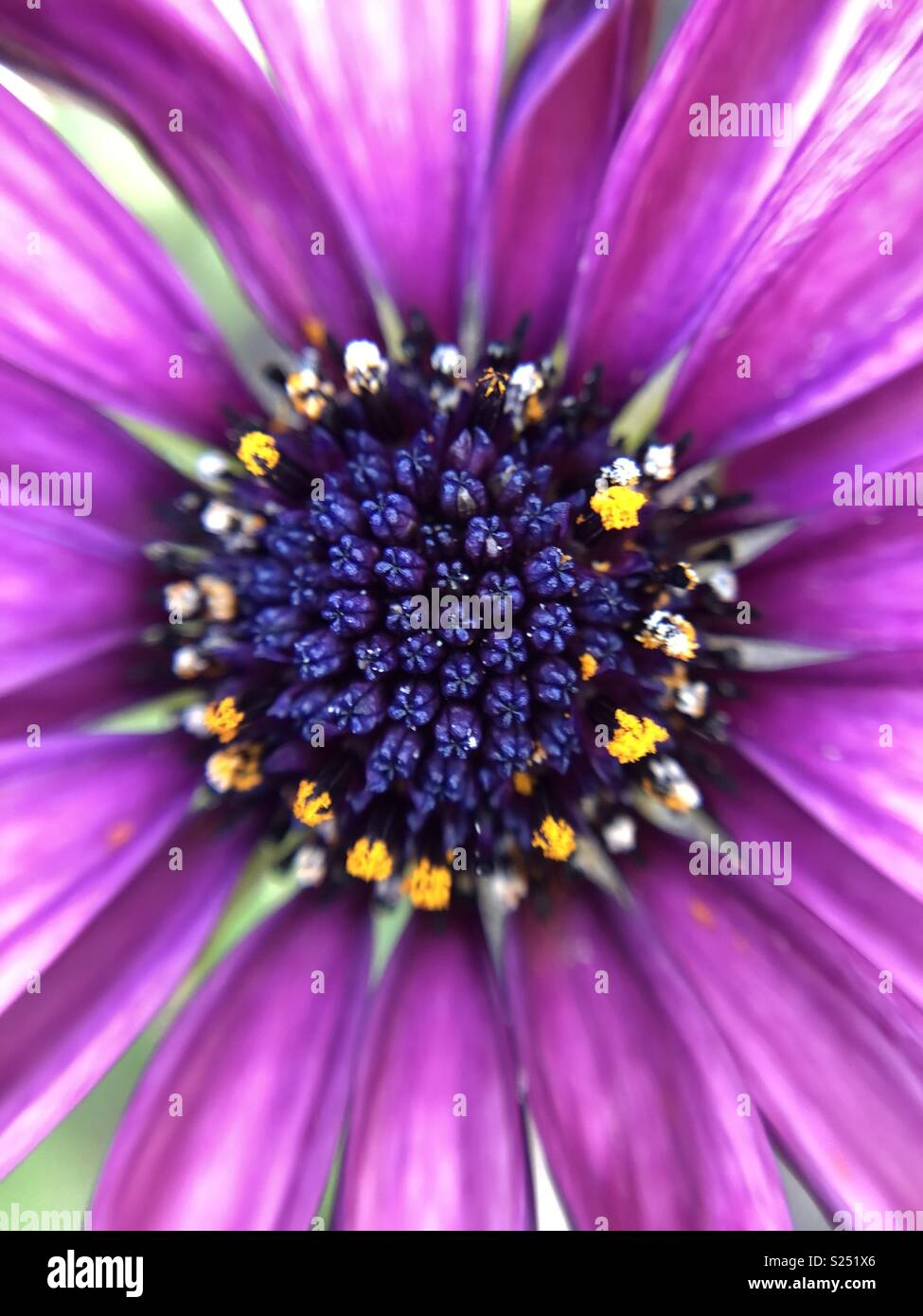 Close up viola osteospermum fiore Foto Stock