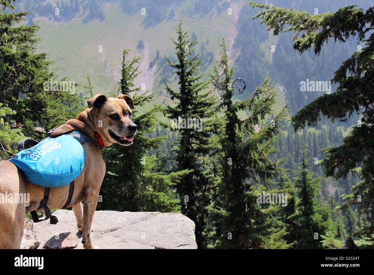 Pack cane Foto Stock