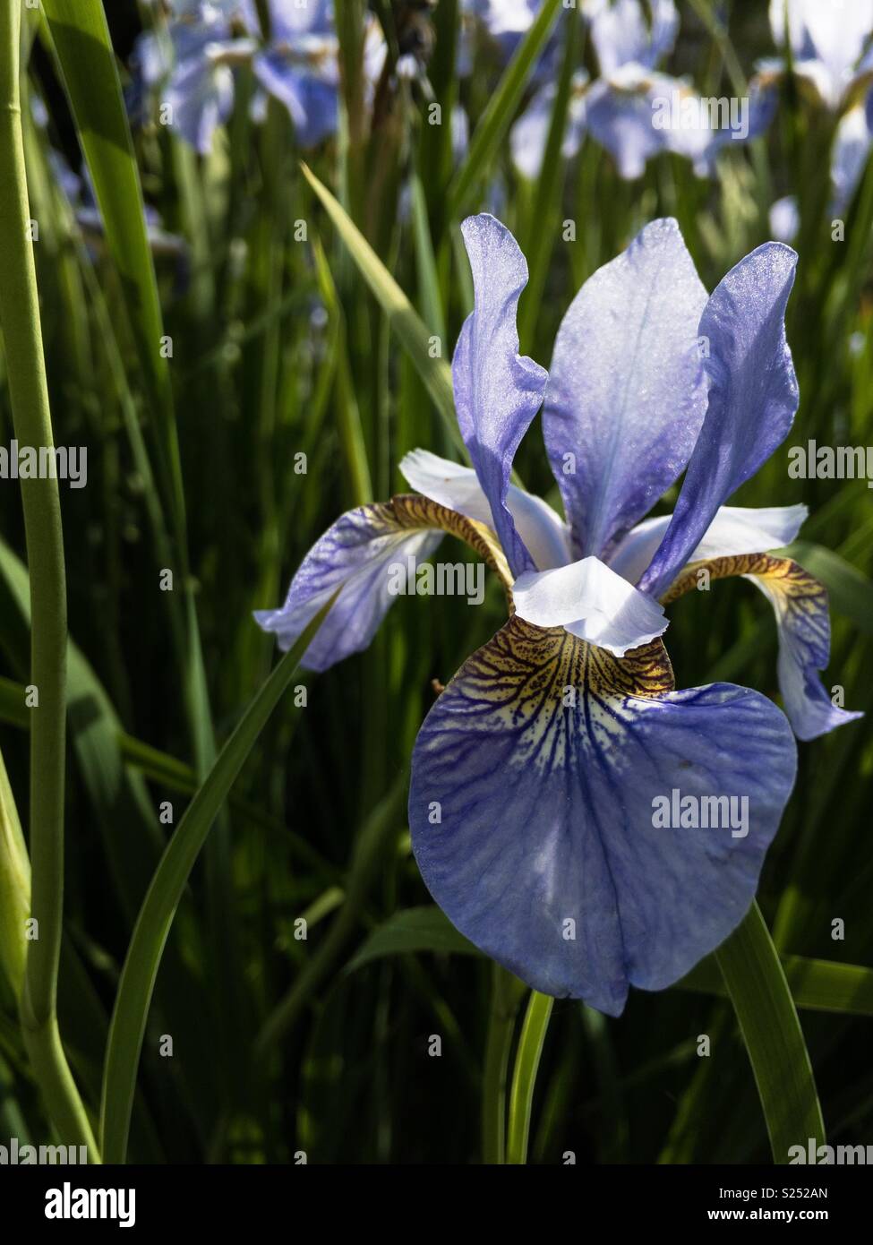 Bellissimo fiore Iris in un giardino - Immagine stock catturata con smartphone
