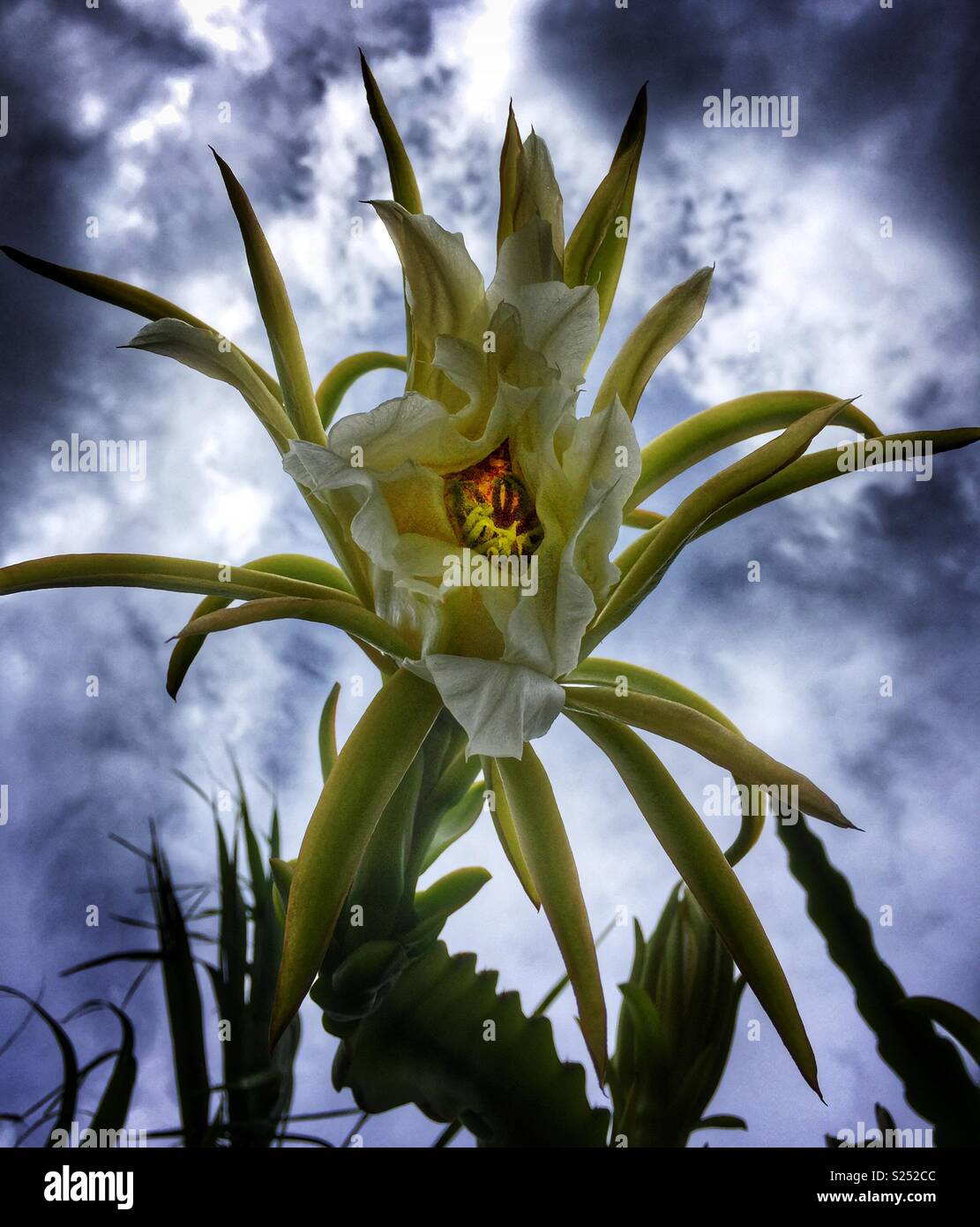 Orchid fiore di cactus contro un cielo minaccioso Foto Stock