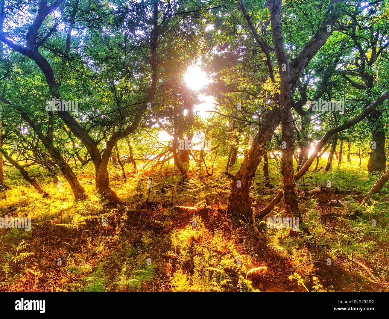 Captain's legno, Sudbourne, Suffolk, Inghilterra. Foto Stock