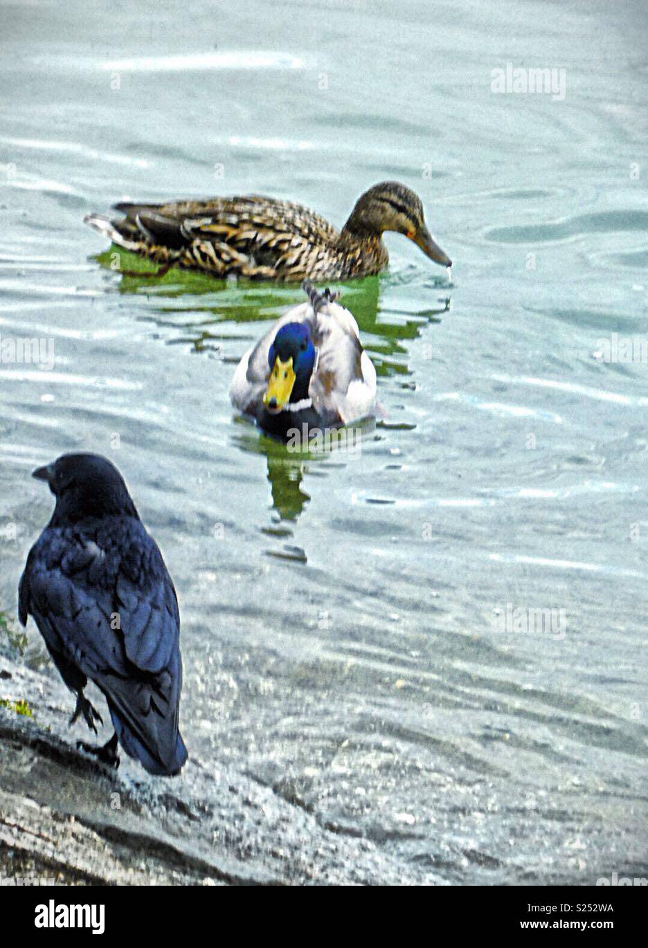 Un corvo e una coppia di anatre sul Lago di Costanza - Immagine stock catturata con smartphone