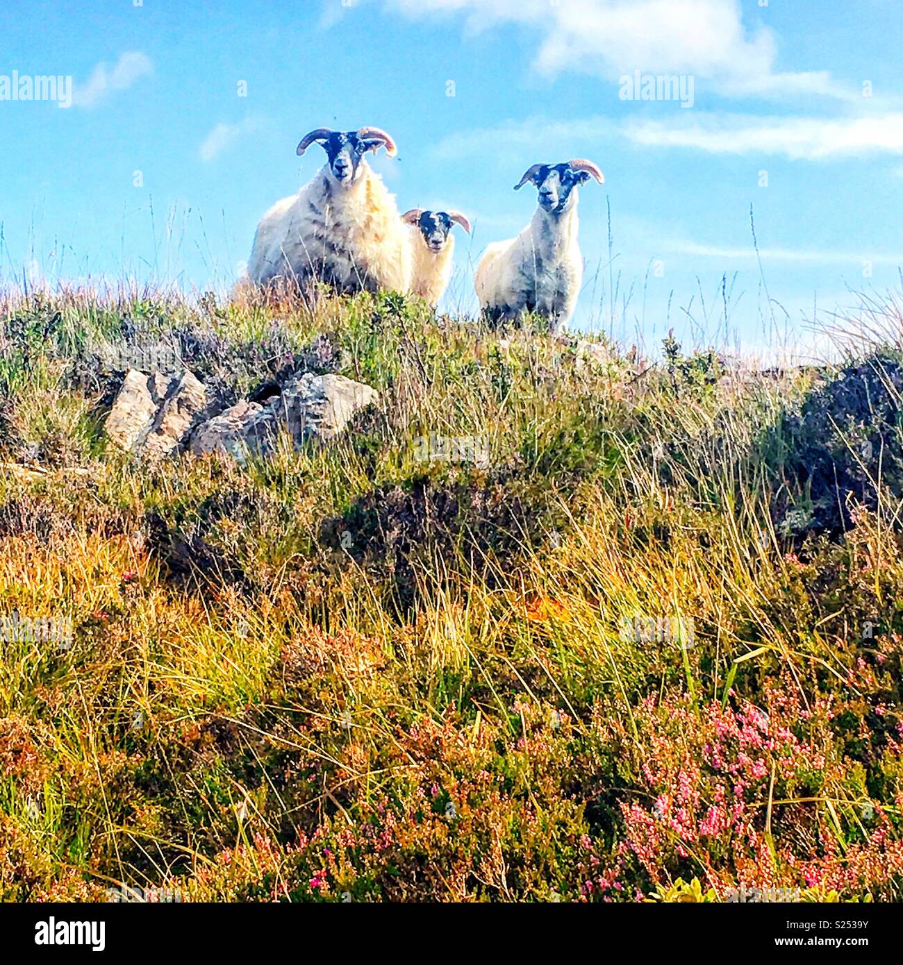 Pecore sulla collina Foto Stock
