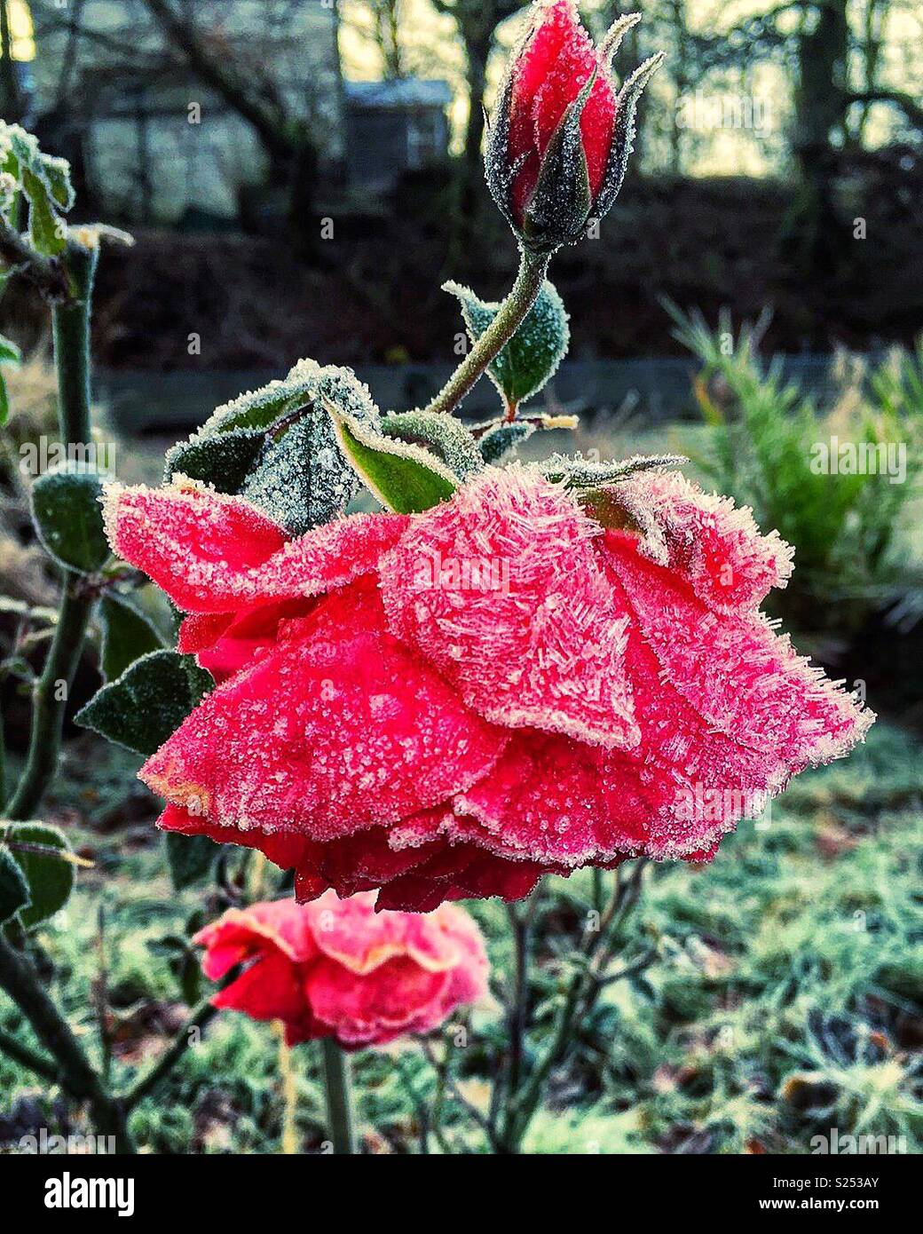 Inverno gelido rose Foto Stock