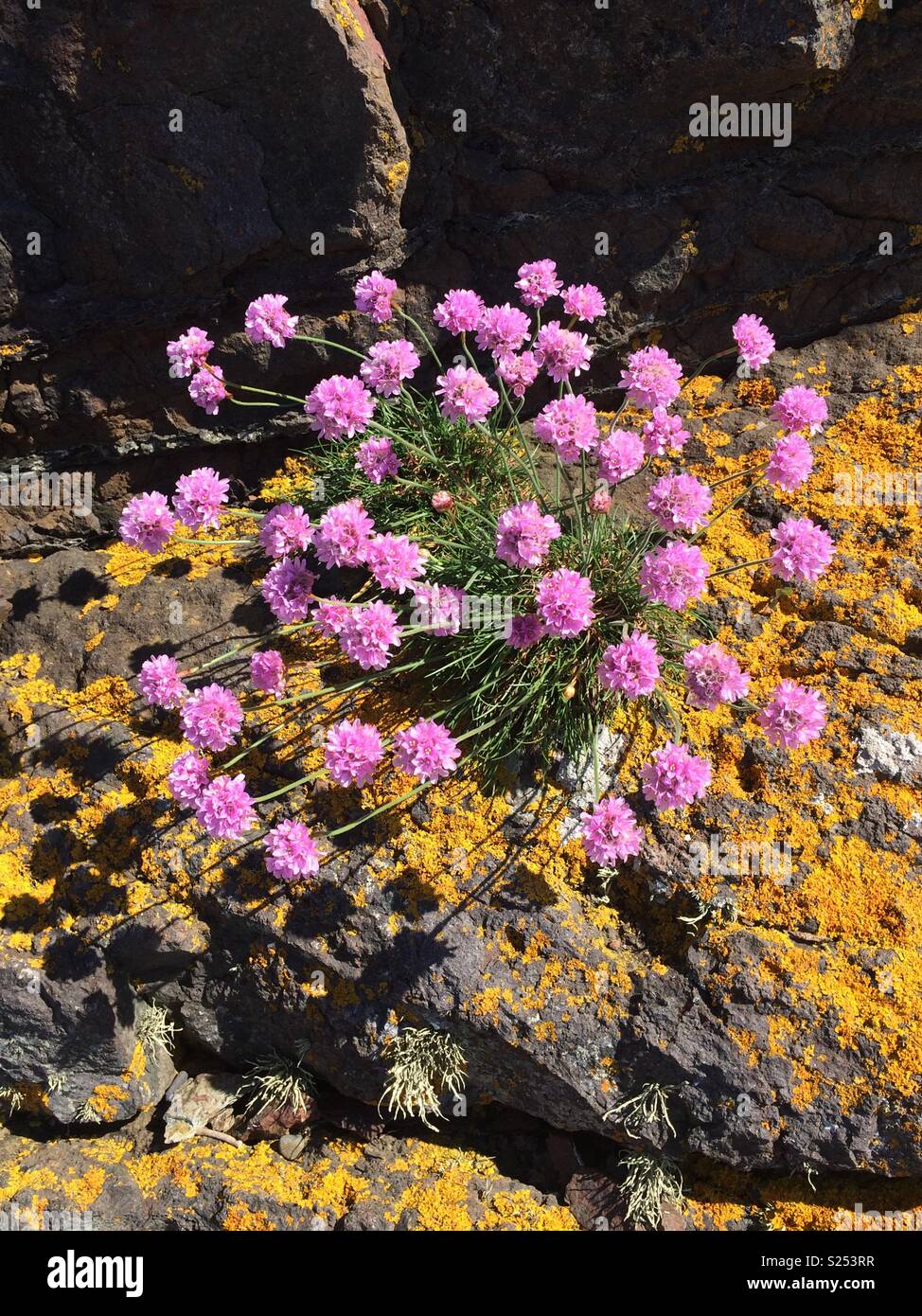 Fiori in un luogo roccioso. Foto Stock