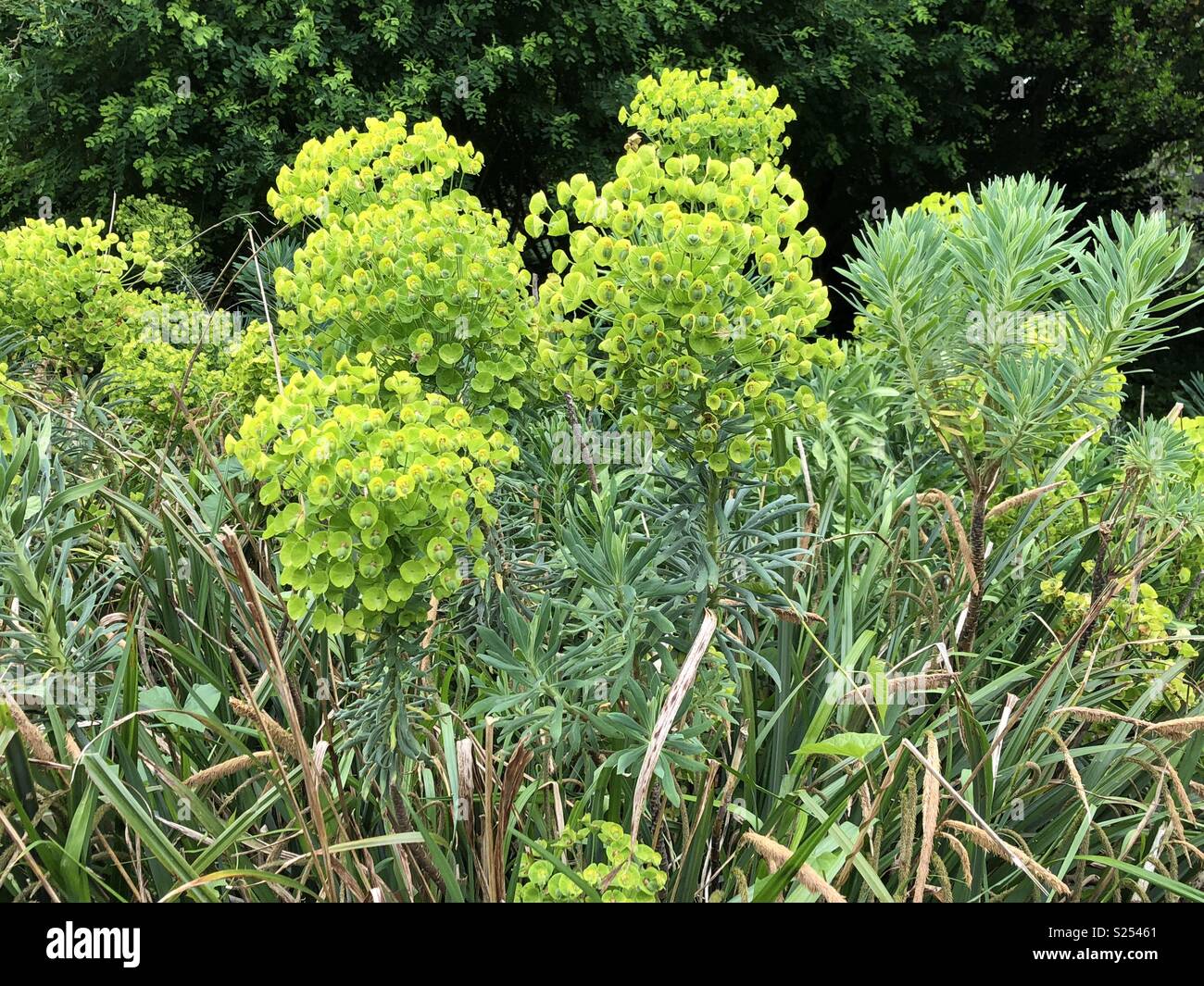Colore verde brillante euphorbia in un giardino Foto Stock