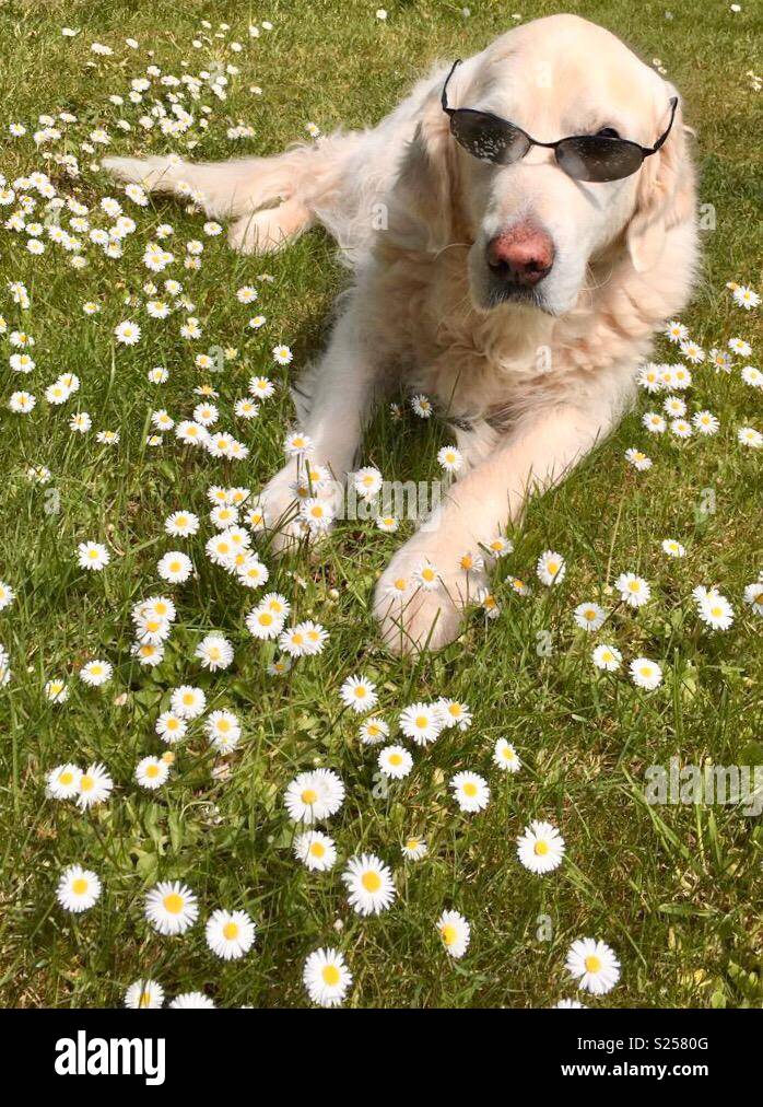 Cane per prendere il sole Foto Stock