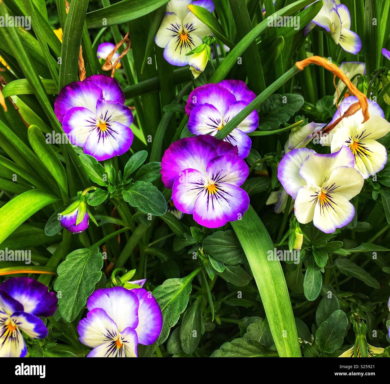 Pansies viola in primavera - Immagine stock catturata con smartphone