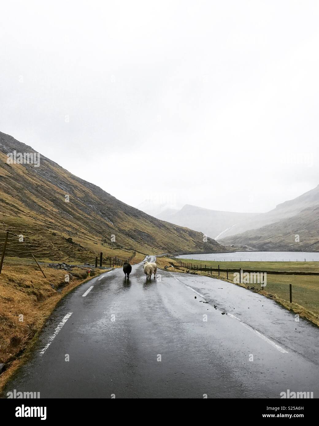 Nelle Isole Faerøer, condividere la strada con le pecore. Foto Stock