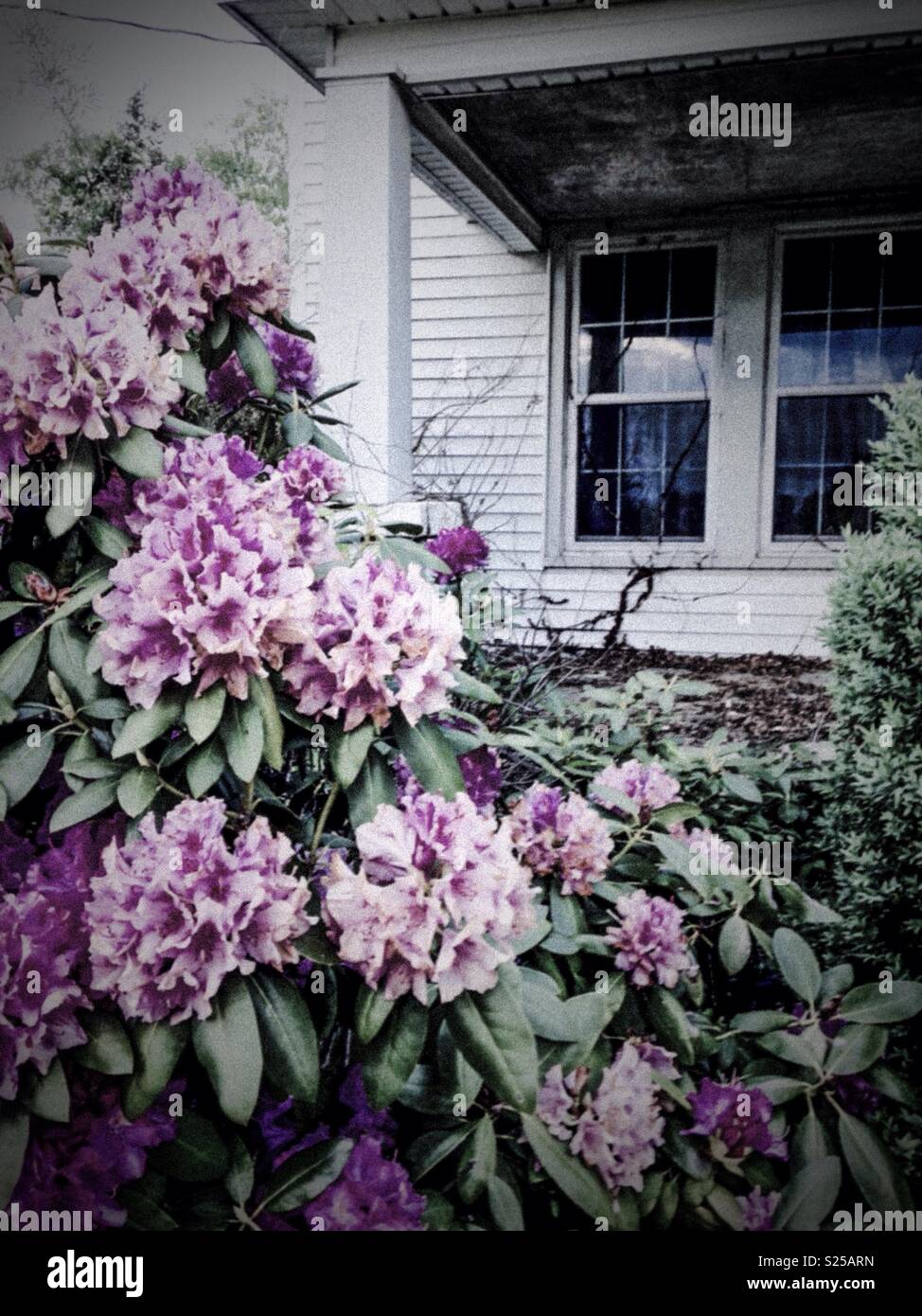 Vintage foto di fiori di rododendro dalla casa colonica portico anteriore - Immagine stock catturata con smartphone