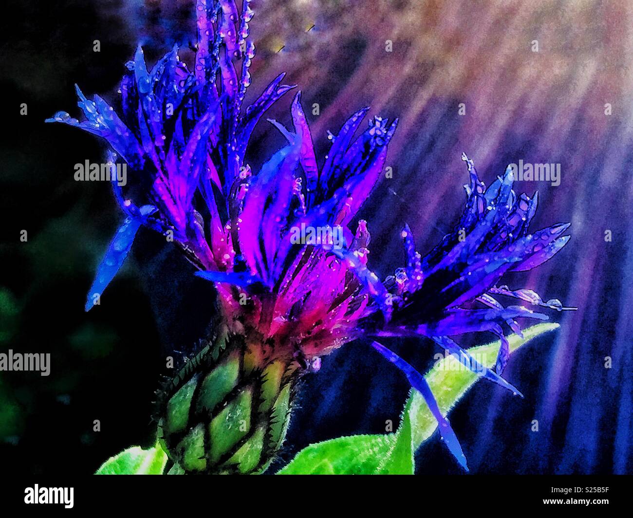 Fiordaliso sotto la luce diretta del sole - Immagine stock catturata con smartphone