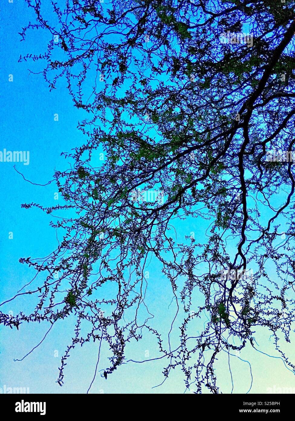 Struttura di cavatappi i rami di salici al crepuscolo Foto Stock