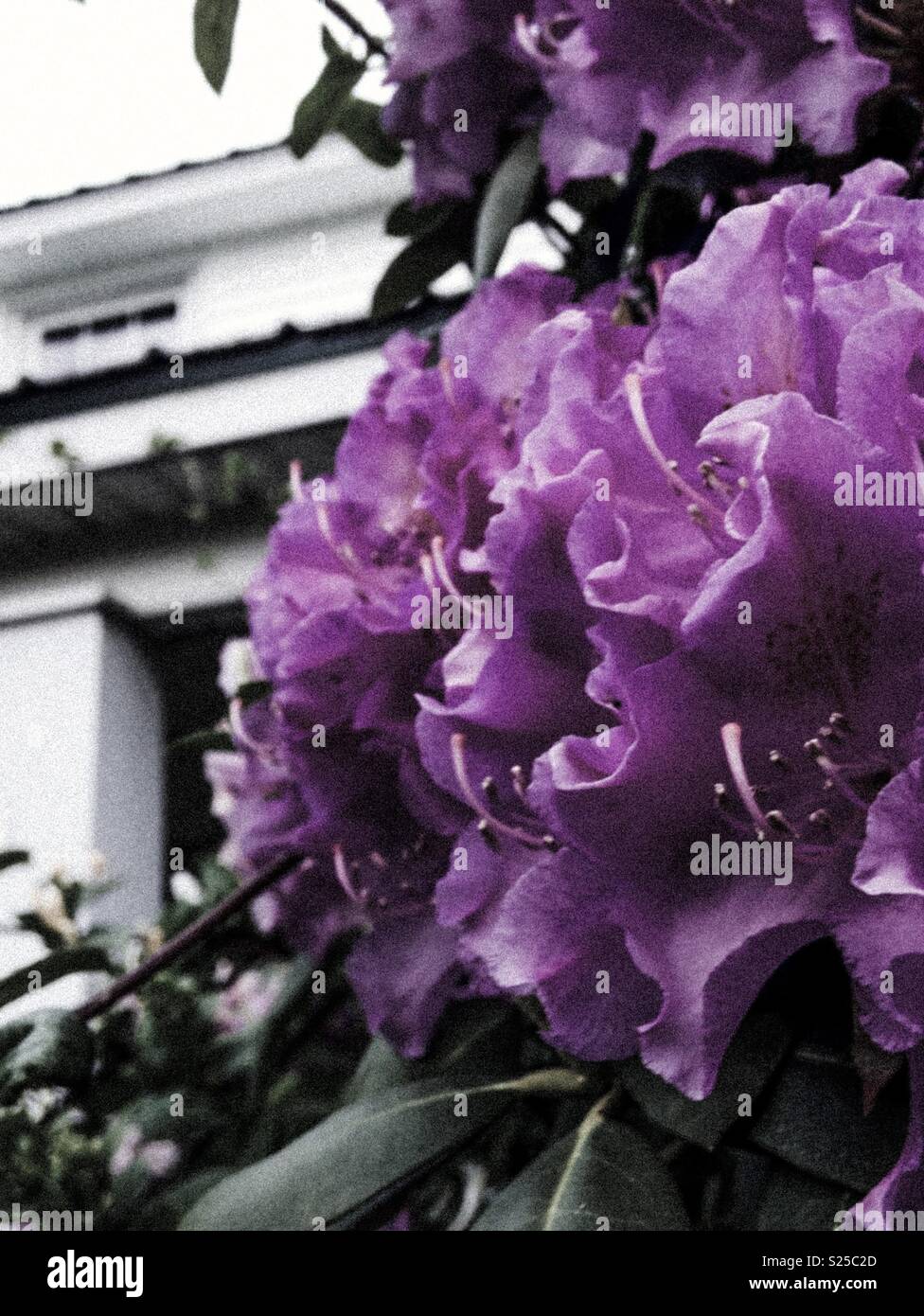 Colore porpora pop foto di Rododendro dalla casa colonica bianco Foto Stock