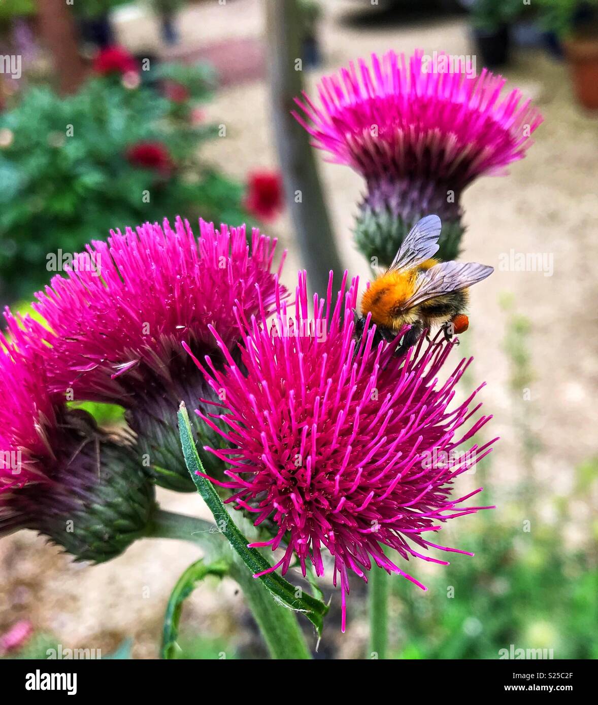 Carda comune bumblebee con il polline sac su un fiore di cardo Foto Stock