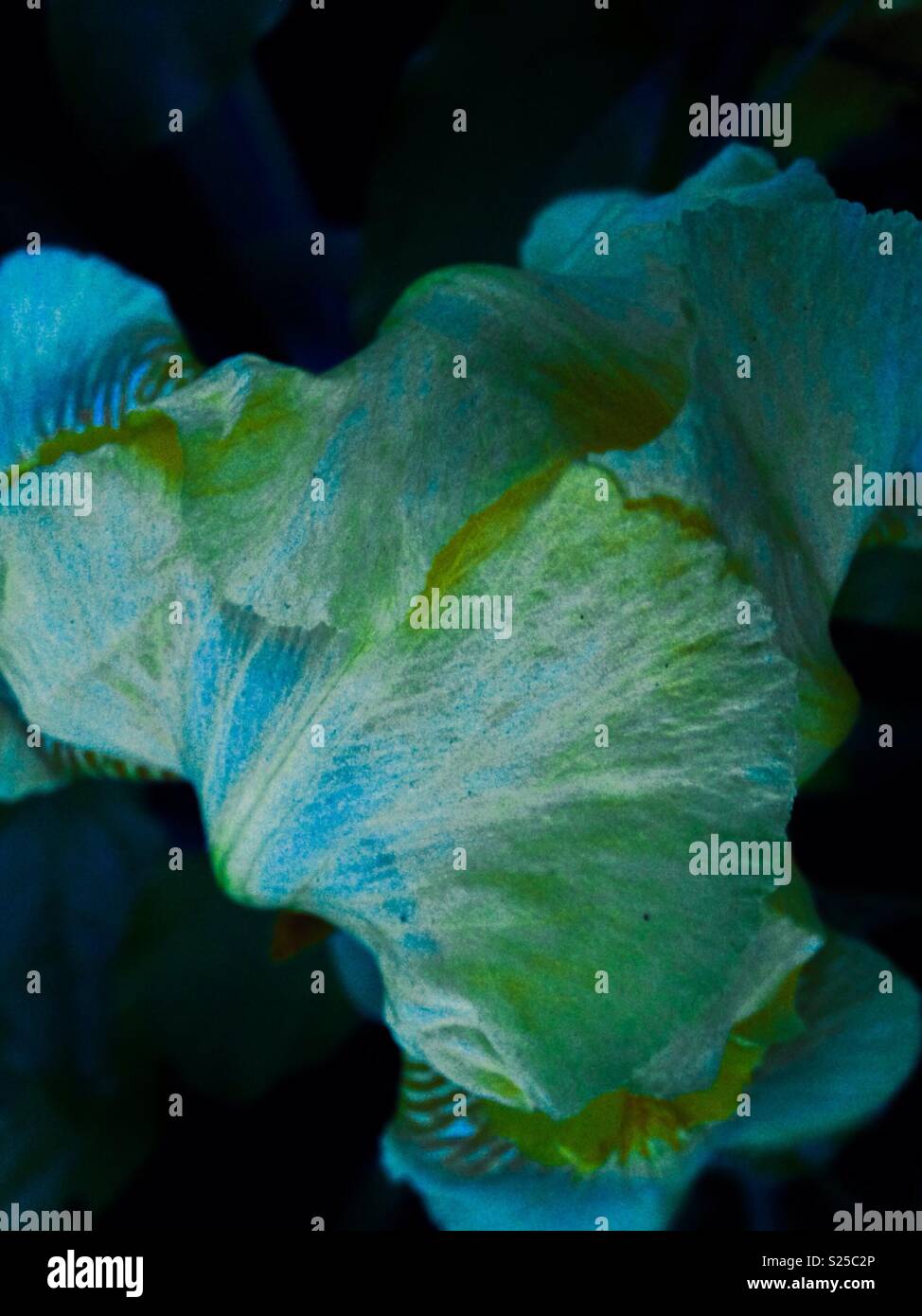 Tinta blu foto di iris gialla come visto da sopra - Immagine stock catturata con smartphone