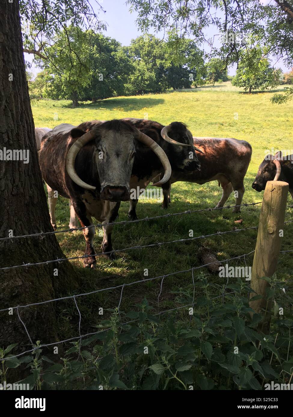 Mucche in un campo Foto Stock