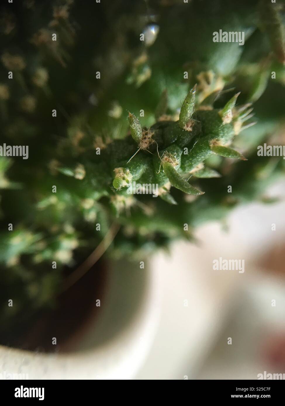 Un cactus è stata fotografata utilizzando una lente macro; che è una stretta sulle piante Foto Stock