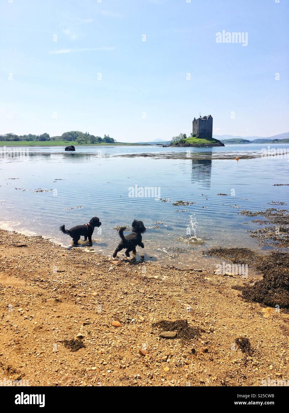Cani giocando in acqua a Castle Stalker Foto Stock