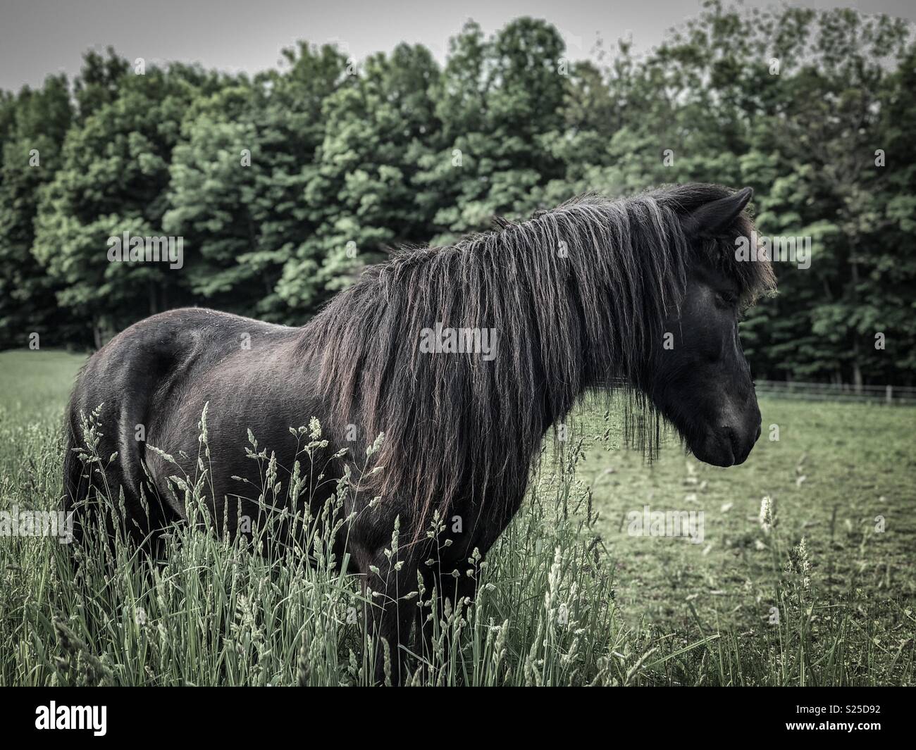 Un cavallo islandese mare in estate pascoli. Foto Stock