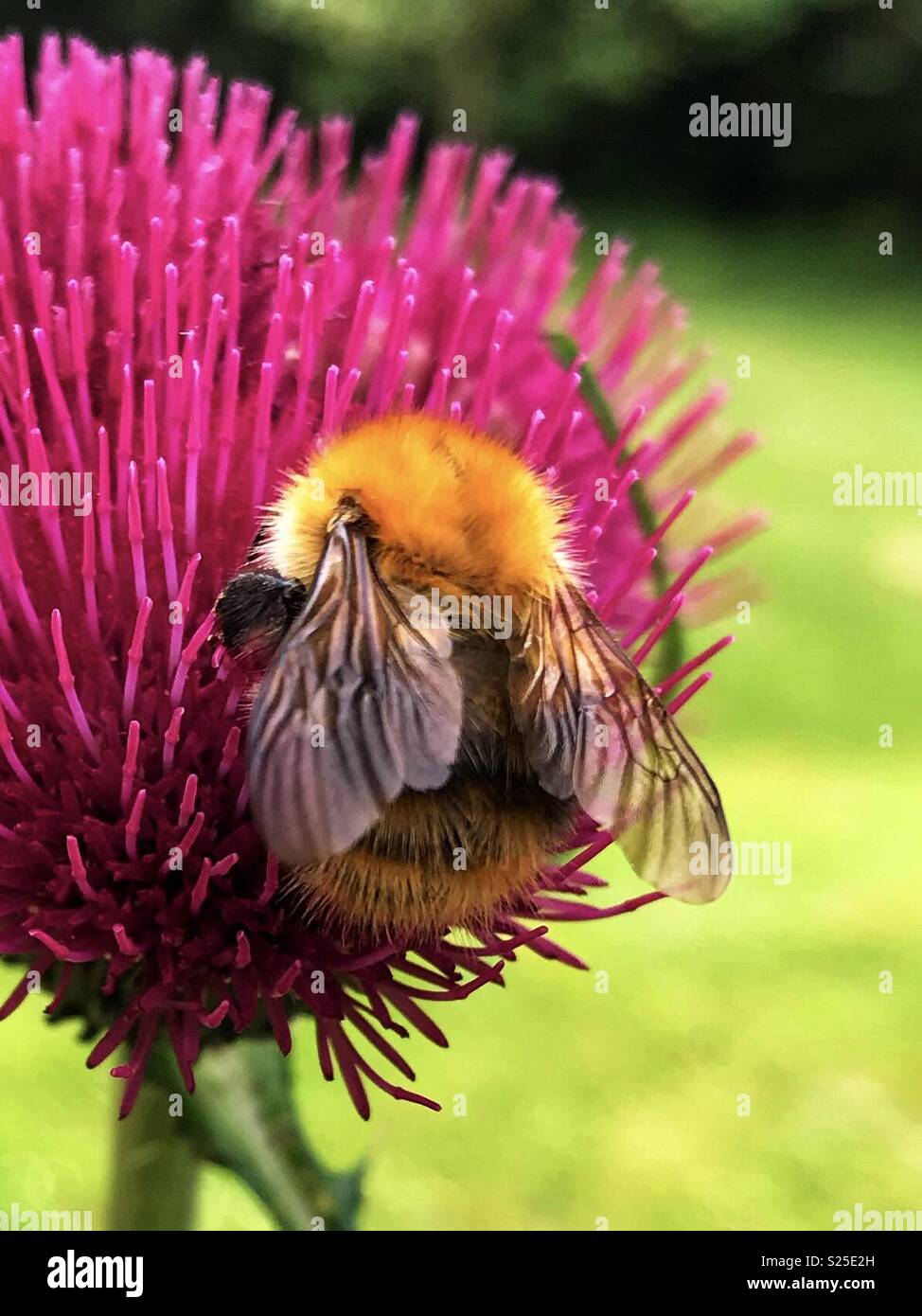 Carda comune bumblebee nettare di raccolta su un coltivato thistle Foto Stock