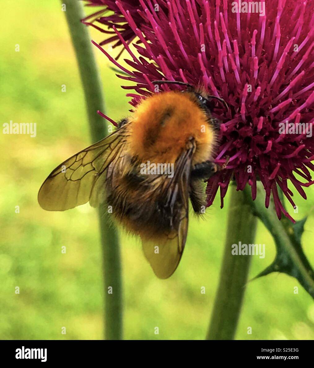 Closeup carda comune bumblebee la raccolta di nettare da thistle Foto Stock
