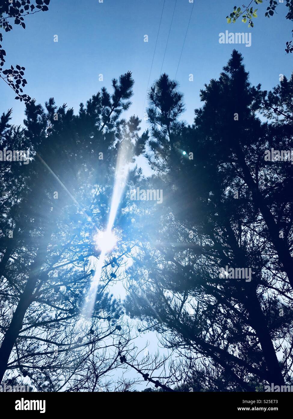 Sun attraverso i pini metà estate Cornovaglia - Immagine stock catturata con smartphone