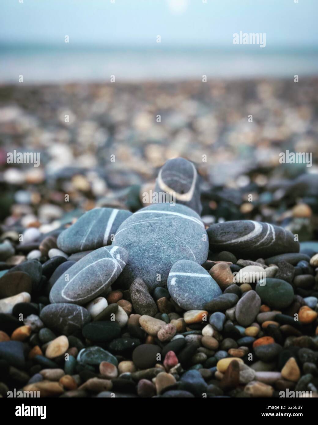 La tartaruga in riva al mare Foto Stock