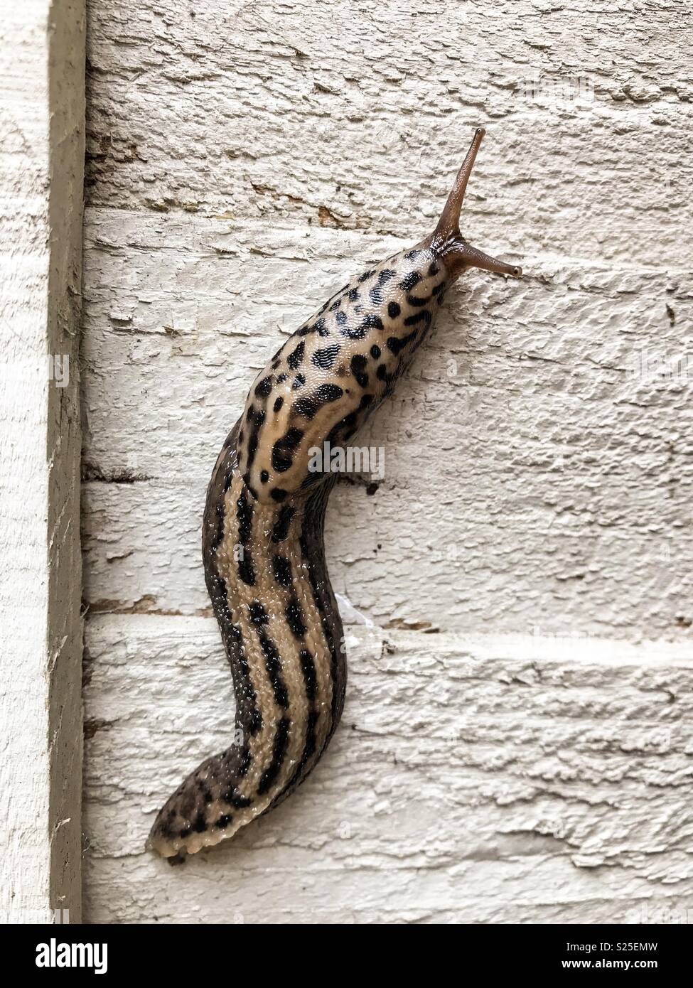 Grandi Leopard Slug Limax Maximus su giardino recinto Foto Stock
