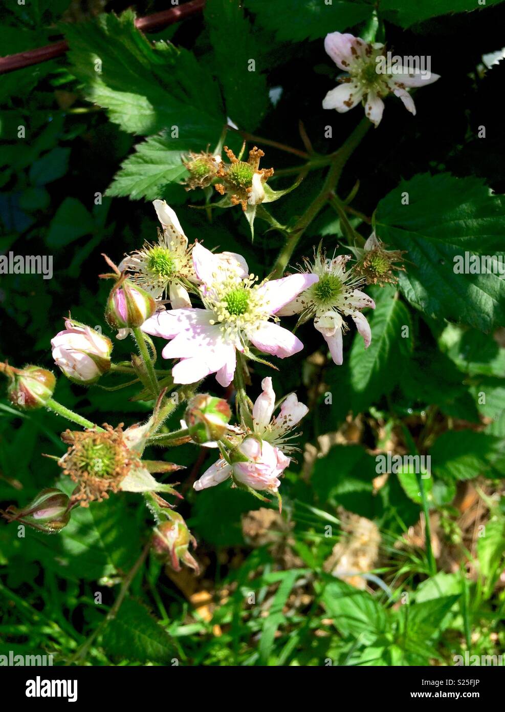 Blackberry in fiore Foto Stock