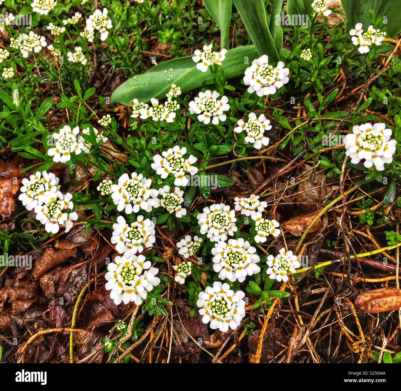 Cluster di bianco minuscoli fiori di primavera (bianco candytufts) Foto Stock